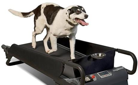 Your Dog Wants a Walk—on a Treadmill