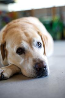 Max - Saddest Dog: Image by Davco9200, Flickr