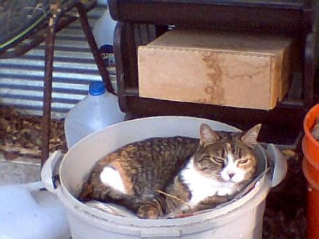 Shirley's grand-cat, Naomi, in repose in a bucket of mulch.