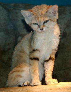 Adult Sand Cat: image via wikipedia.org