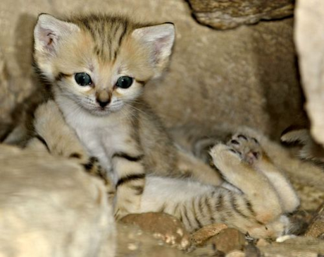 Sand Cat kitten at the Zoo Tel Aviv Ramat-Gan: photographer: Tibor Jäger image viia zooborns.com