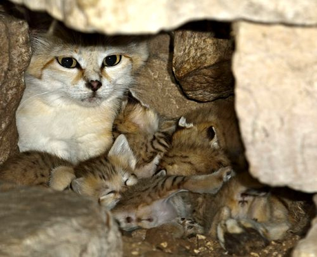 Sand Cat kittens born at the Zoo Tel Aviv Ramat-Gan: photographer: Tibor Jäger image viia zooborns.com