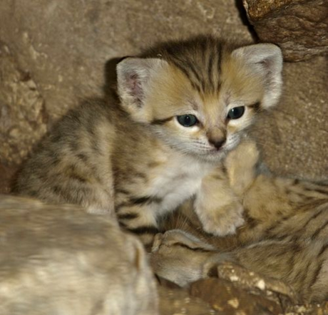 Sand Cat kitten at the Zoo Tel Aviv Ramat-Gan: photographer: Tibor Jäger image viia zooborns.com