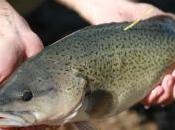 Restoring Doomed Fish