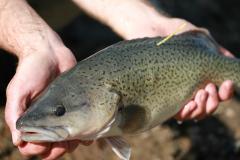 Restoring doomed fish