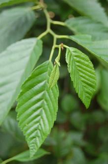 Alnus rubra Leaf (28/07/2012, Kew Gardens, London)