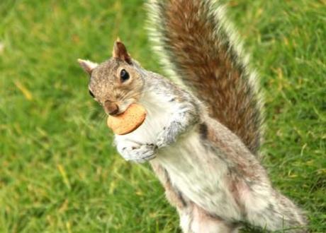 This squirrel's got a biscuit, not an Olympic Torch, but you get the idea.