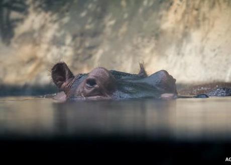 A hippo, but not Solly, who has sadly died before being rescued from the pool in which he was stuck. 