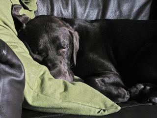 Let Sleeping Dogs Lie: Image by Gdalrymple, Flickr