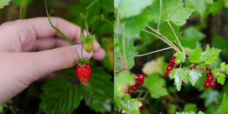 The Fog, Berries and a Blouse