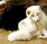 Arctic Fox