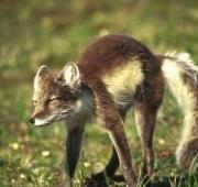 Arctic Fox