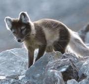 Arctic Fox