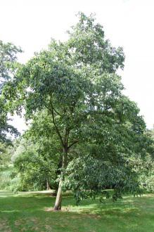 Alnus spaethii (28/07/2012, kew Gardens, London)