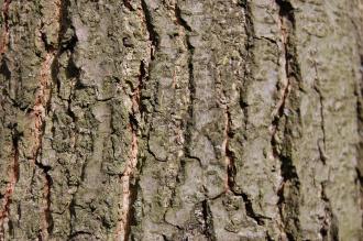 Alnus spaethii Bark (28/07/2012, kew Gardens, London)