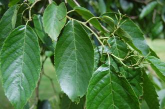 Alnus spaethii Leaf (28/07/2012, kew Gardens, London)