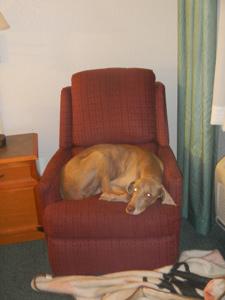 Dog Sleeping in Chair