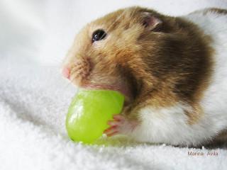 Hamster Mike: Image by MarinaAvila, Flickr