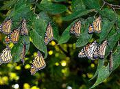 Incredible Migrating Monarch Butterfly Pictures