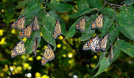 20 Incredible Migrating Monarch Butterfly Pictures