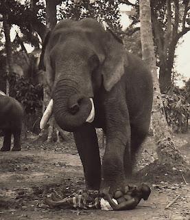 Execution by Elephant
