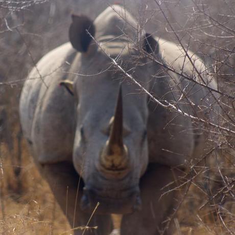 Observing rhinos was one of the highlights of my African adventure.