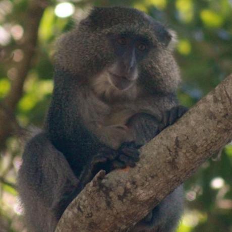 Observing endangered samango monkeys on my African adventure.