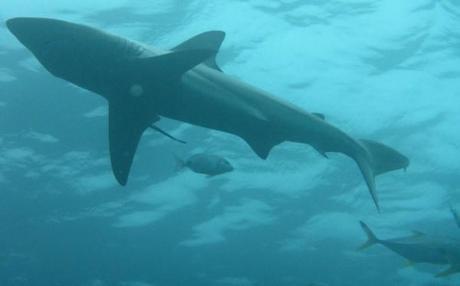 The shark dives were a big part of my African adventure.