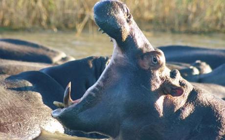 hippos in iSimangaliso Wetland Park were part of my African adventure