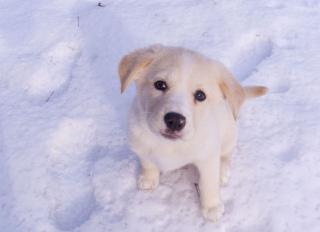 Ella The Snow Dog: Image By Jpctalbot, Flickr