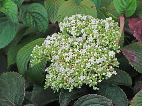 Viburnum activity