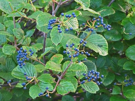 Viburnum activity