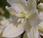 Plant Week: Yucca Filamentosa ‘Bright Edge’