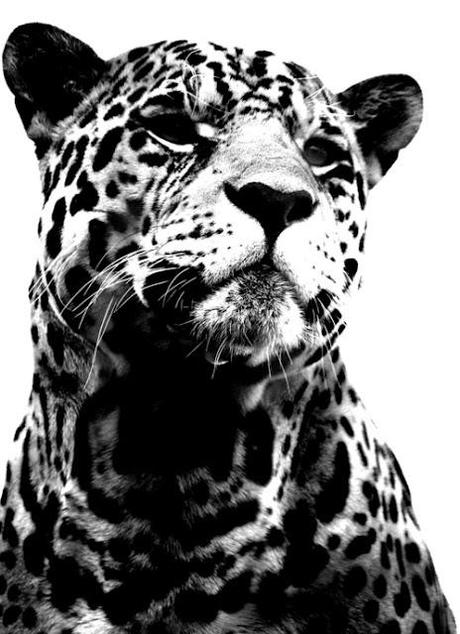 Leopard Soldier