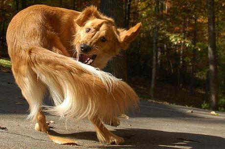 Dogs Chasing Their Tails Are Akin to Humans With OCD