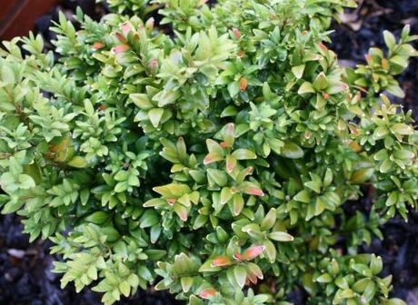 Yellowing Box Hedge