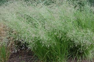 Panicum coloratum (28/07/2012, Kew Gardens, London)