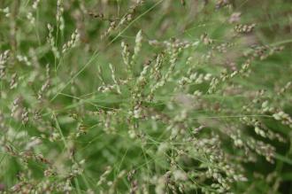 Panicum coloratum Flower (28/07/2012, Kew Gardens, London)