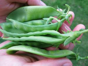 BUTTERFLY SHRIMP WITH SNOWPEAS