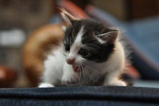 Kitten Meowing: Image by Cignus921, Flickr