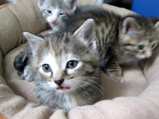 Kittens!: Image by London Looks, Flickr2