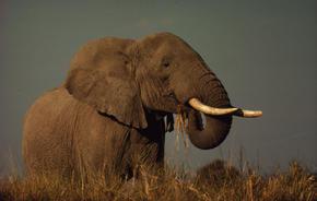 Hundreds of elephants are slaughtered for their tusks: image via worldwildlife.org