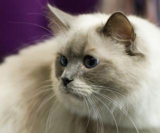 Cat Show Form: Image by Tomi Tapio, Flickr