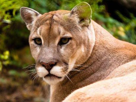 Mountain Lion (Photo by Malcolm/Creative Commons via Wikimedia)