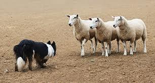 Lead Nurturing - Be the Sheep Dog