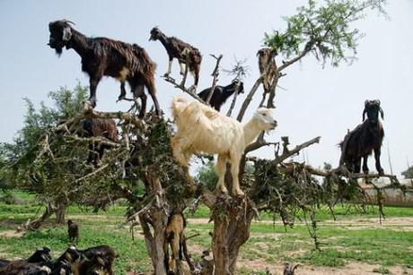 Herds have to take turns letting each goat have a chance to climb to the top in search of the best fruit.
