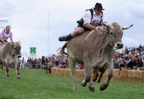 Crowds cheer as jockeys try to ride bareback without falling off the ox.: photo by Johannes Simon/Getty Images