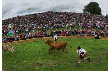 Jockeys ride the oxen while other participators chase behind to make them run to the finish line.: photo byAFP/Peter Kneffel