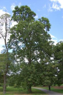 Fraxinus latifolia (28/07/2012, Kew Gardens, London)