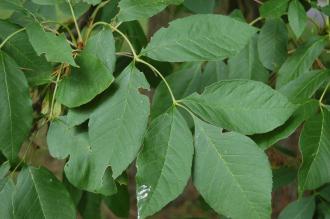 Plant of the Week: Fraxinus Latifolia - Paperblog